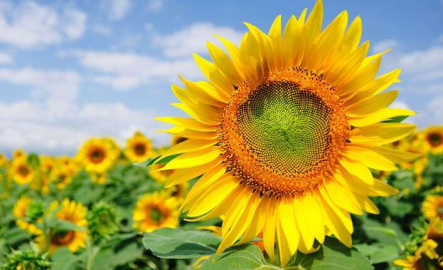 Yağlık Ayçiçeği Satılacaktır