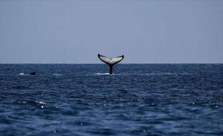 Dünya’da ‘Yaşayan Ölü Türler’ tabiri