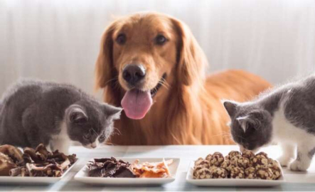 Kedi ve köpek maması satın alınacaktır