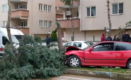 Alkollü sürücü ağacı devirecek kadar kontrolsüzdü