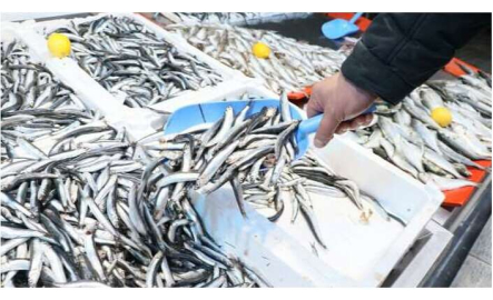 40 yılın en verimsiz hamsi sezonu: 2023