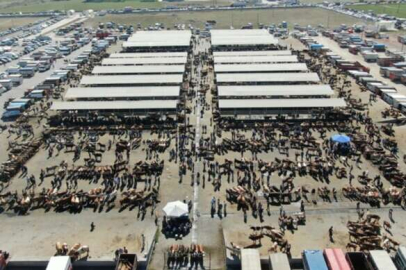 Türkiye'nin en büyük hayvan pazarı yeniden açıldı