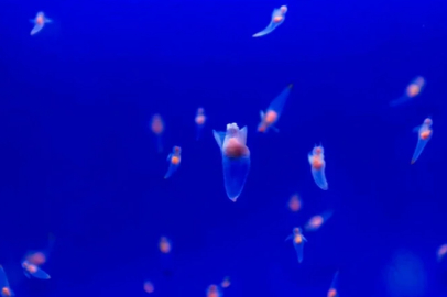 Besin zinciri tehlikede!