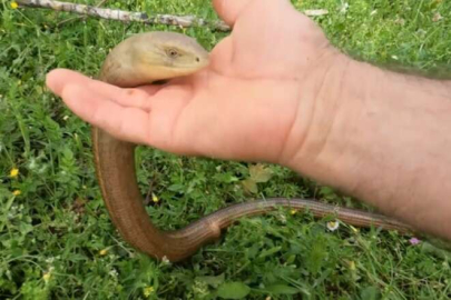 Yılan zannedip öldürmeyin! O yılan değil oluklu kertenkele
