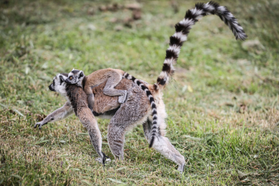 Madagaskarlı Lemurlar Bursa'da