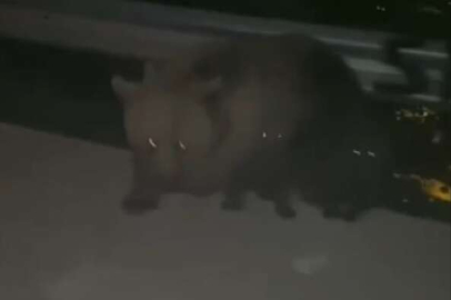 Anayola inen ayı korku dolu anlar yaşattı
