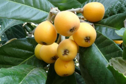 İhracat yolundaki son yenidünyalar yüz güldürüyor