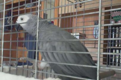 "Paşa" isimli papağan "Başkan Erdoğan" diyor