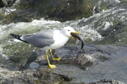 Uçan balıkların muhteşem göç yolculuğuna susuzluk engeli