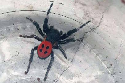 Zehirli uğur böceği örümceği