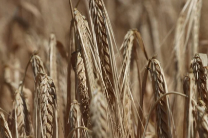 Buğday üretiminde hedef: 20 milyon ton