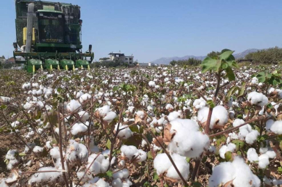 Pamuk ekimleri yağmur engeline takıldı