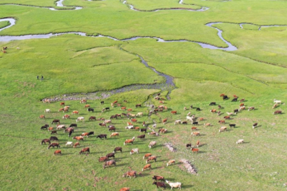 Türkiye, hayvan varlığında Avrupa'nın zirvesinde