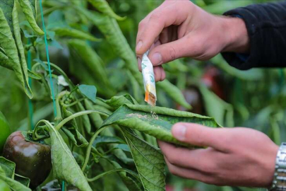 Zararlılarla mücadelede faydalı böcek uygulaması yaygınlaşıyor