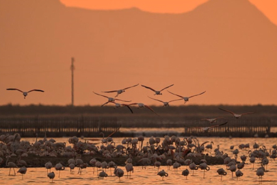 Flamingolar yumurtadan çıktı