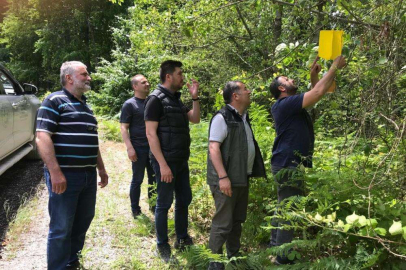 Zararlı böceklere “feromon tuzağı”