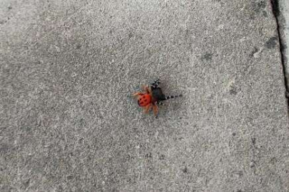 Zehirli uğur böceği örümceği tehlikesi!