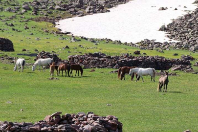 Aras Dağları yeşeren doğasıyla yılkı atlarını ağırlıyor