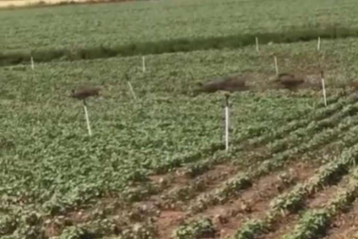 Domuz sürüsü tarladaki mahsulü ezip geçti