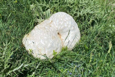 Bulduğunda kaya sandı, mantar çıkınca şok oldu