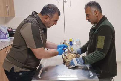 Tedavi altındaki yaban hayvanlarına bayram bakımı