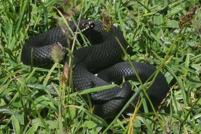 Dağcılar Uludağ'da zehirli Baran engereği buldu