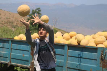 Hatay'da kavun hasatı! 11 TL’den alıcı buluyor