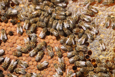 Arının soktuğu adam hayatını kaybetti