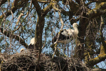 Kuş Cenneti'ndeki leylekler yuvalarında görüntülendi