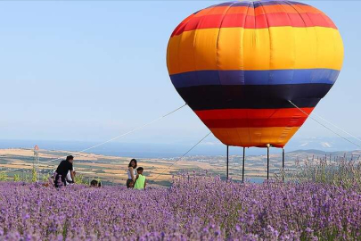 Lavanta tarlaları turistleri misafir etti