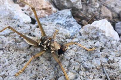 20 santim büyüklüğünde çekirge görüldü