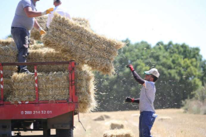 Buğday hasadı bitti! Saman balyalarının taşınmasına başlandı