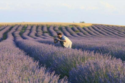 Şehirlerde lavanta üretim alanı artıyor
