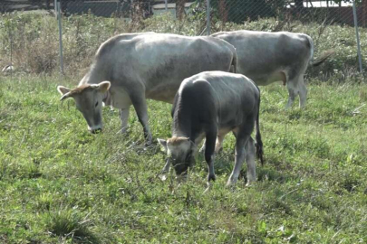 'Boz sığır' ırkı BUÜ tarafından koruma altına alındı