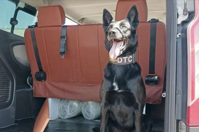 Narkotik köpeği "Çine" den başarılı tespit