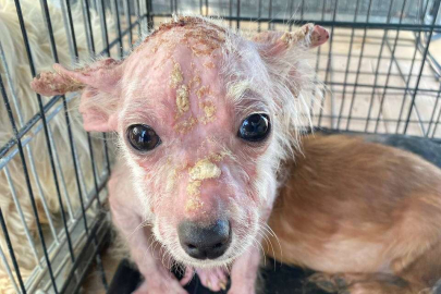 Bursa'da kaderine terk edilen 16 hasta köpeğe HEPAD sahip çıktı