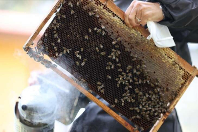 İklim değişikliği, kestane balını da vurdu