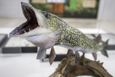 1970'li yıllarda toplanan o balıklar müzede sergilenecek
