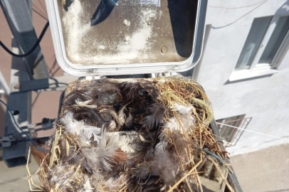 UEDAŞ ekipleri kuş yuvasını bozmamak için iş planını değiştirdi