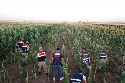 Mısır tarlasında ele geçirilen 160 bin kök Hint keneviri imha edildi