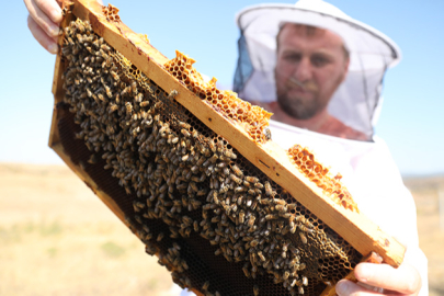Aşırı sıcaklar ve kuraklık bal verimini düşürdü