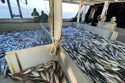 Havalar serinledi, palamut kendini gösterdi