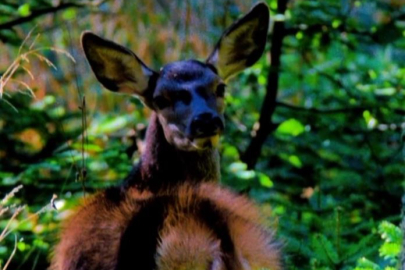Nadir görülen kızıl geyik Bursa'da görüntülendi