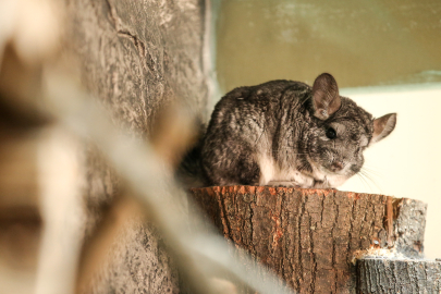 Bursa Hayvanat Bahçesi'nin yeni konukları ziyaretçilerini bekliyor