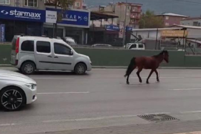 Bursa’da anayola çıkan at tehlike saçtı