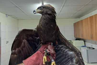 Yaralı kartal tedavisinin ardından özgürlüğüne kavuştu
