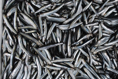 Türkiye'nin 10 aylık hamsi ihracatı yüzde 22 arttı