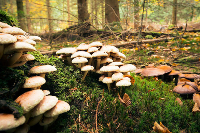 Mantar zehirlenmeleri ölüme kadar götürebiliyor!