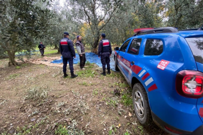Zeytin hırsızlarına karşı jandarma tedbir aldı   