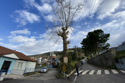 300 yıllık ağacın dikkat çeken hikayesi